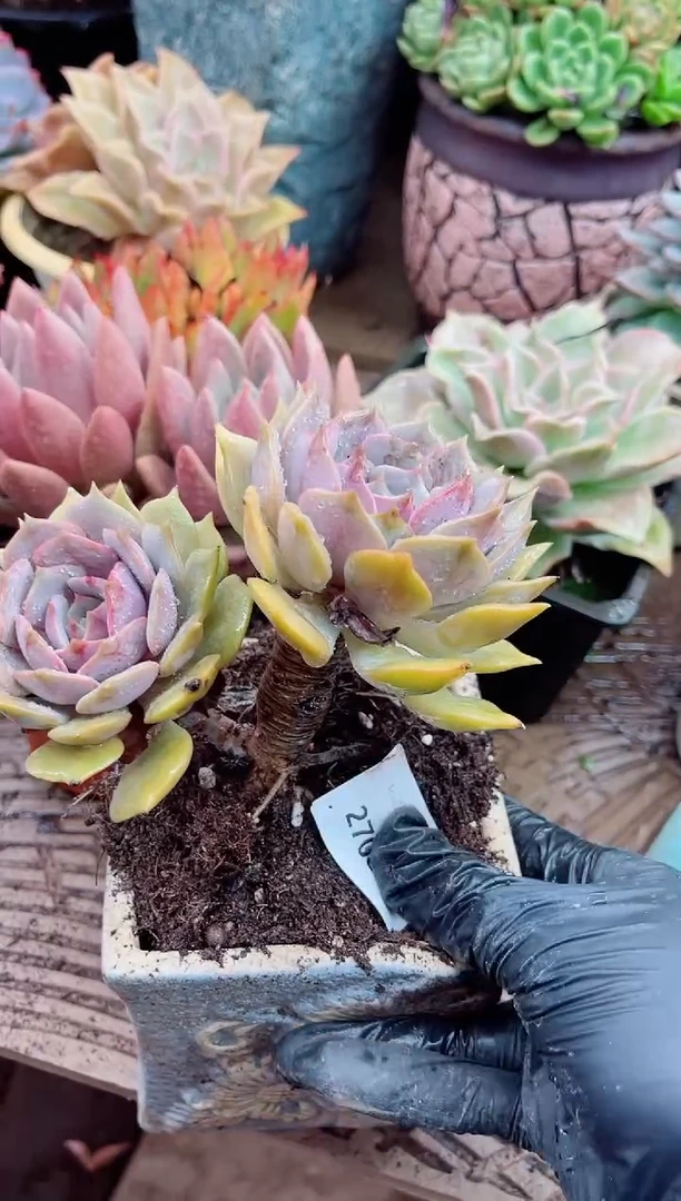 用****海27085多肉植物一物一拍