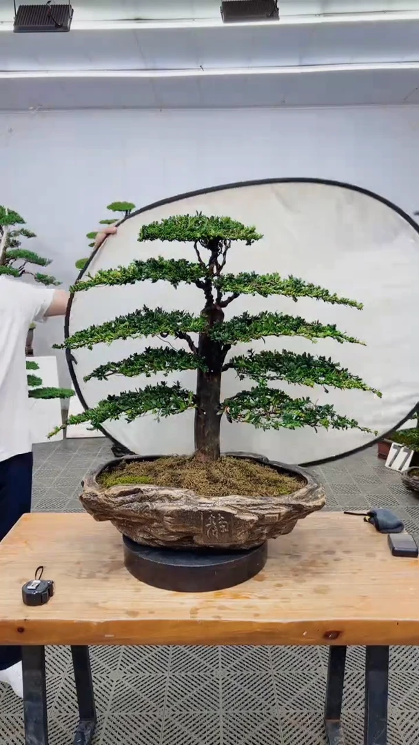 无花朵造型盆景一物一拍