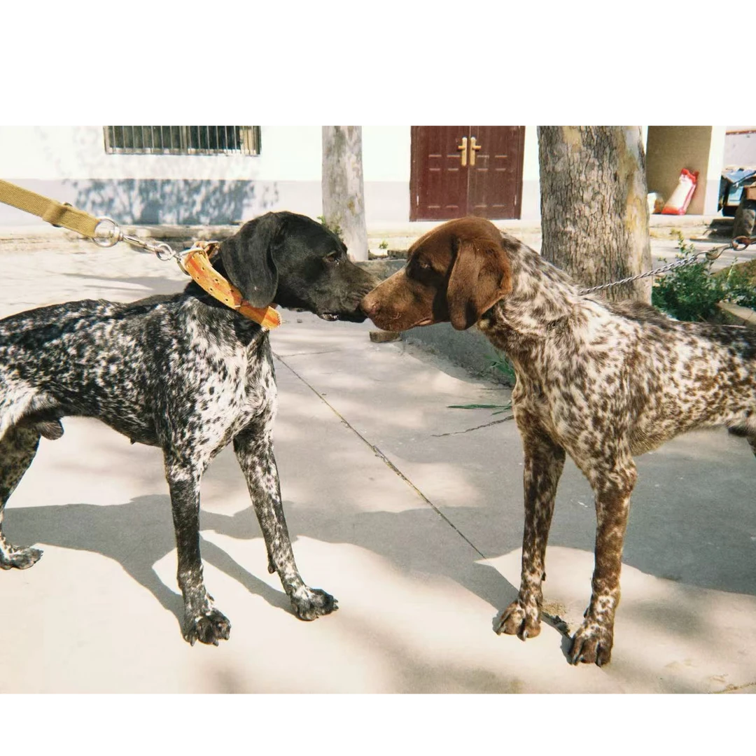 （山东严谨名犬）T专属狗狗活体