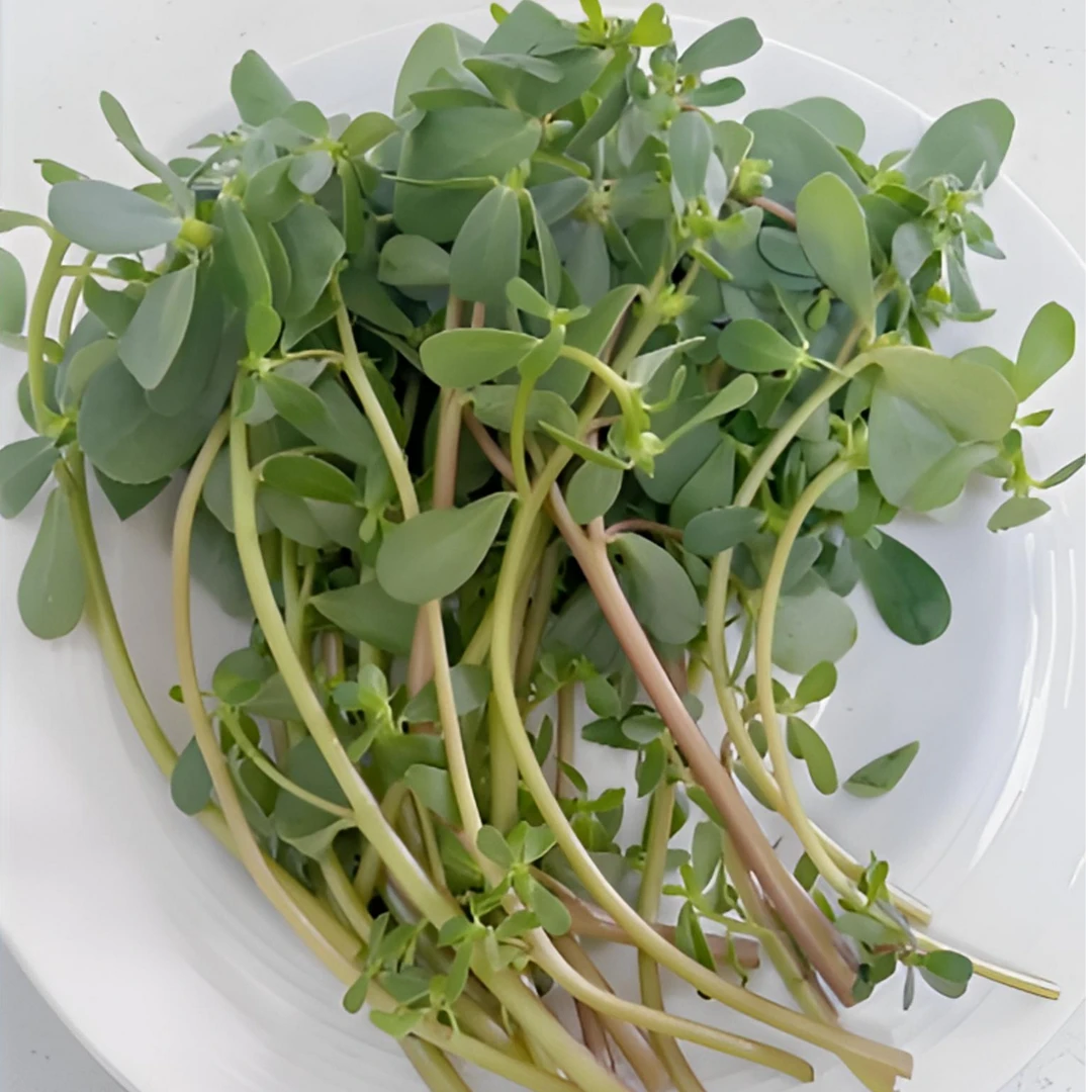 新鲜马齿苋野菜现挖带根马蜂菜长命菜长寿菜包邮马齿菜
