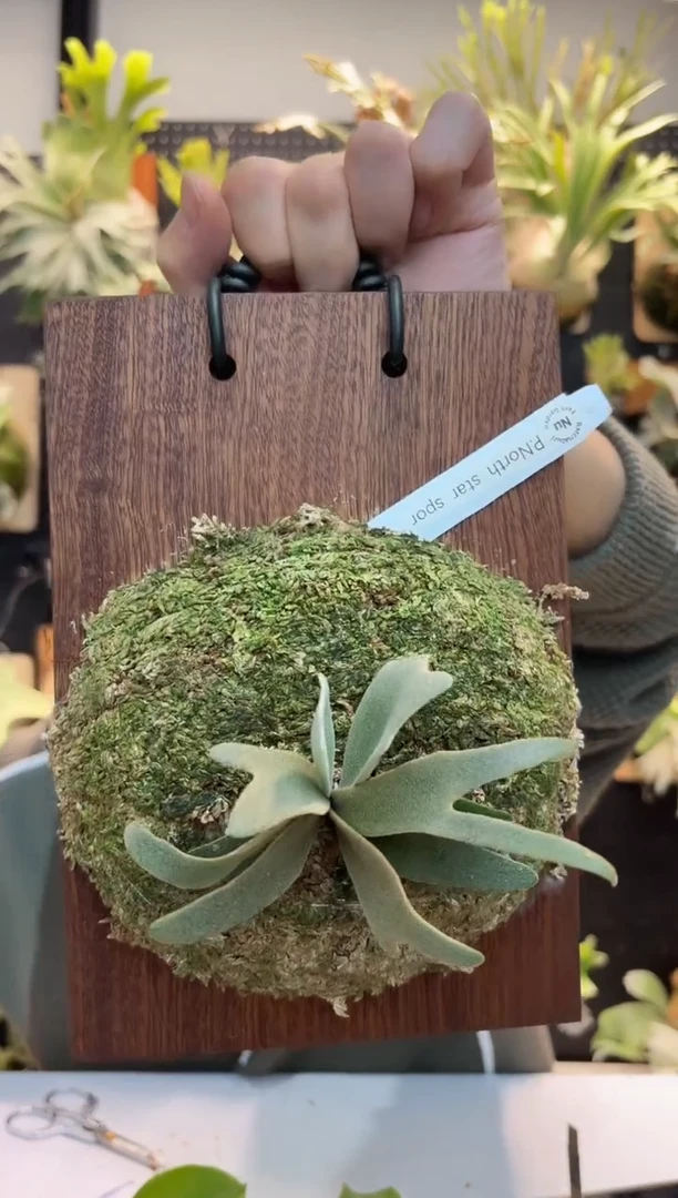 无花朵北极星侏儒孢子苗