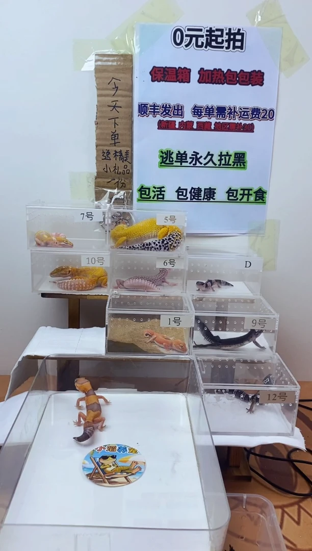 豹纹守宫豹纹守宫幼苗亚成体成体