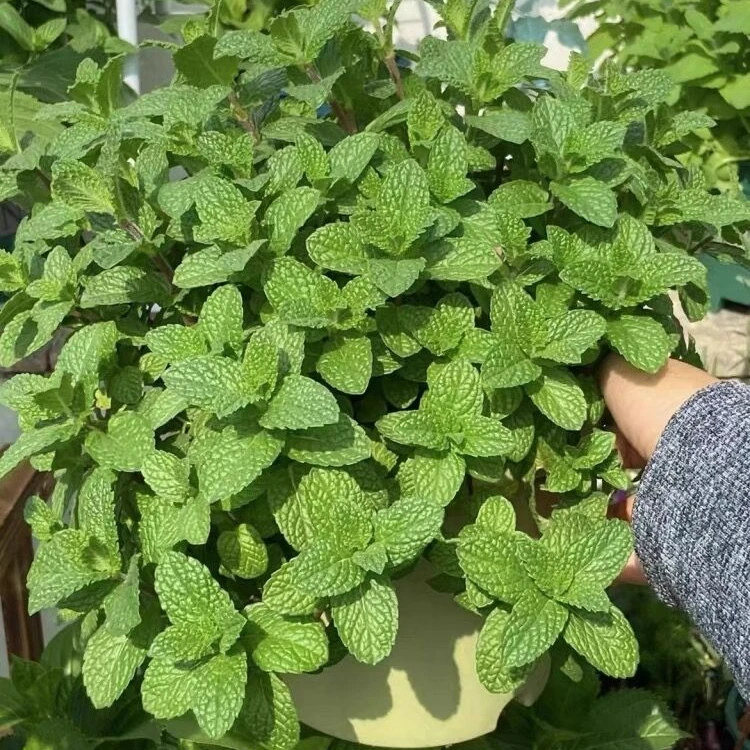 【满5元包邮】可观赏食用薄荷种子盆栽薄荷四季种子阳台蔬菜易种植