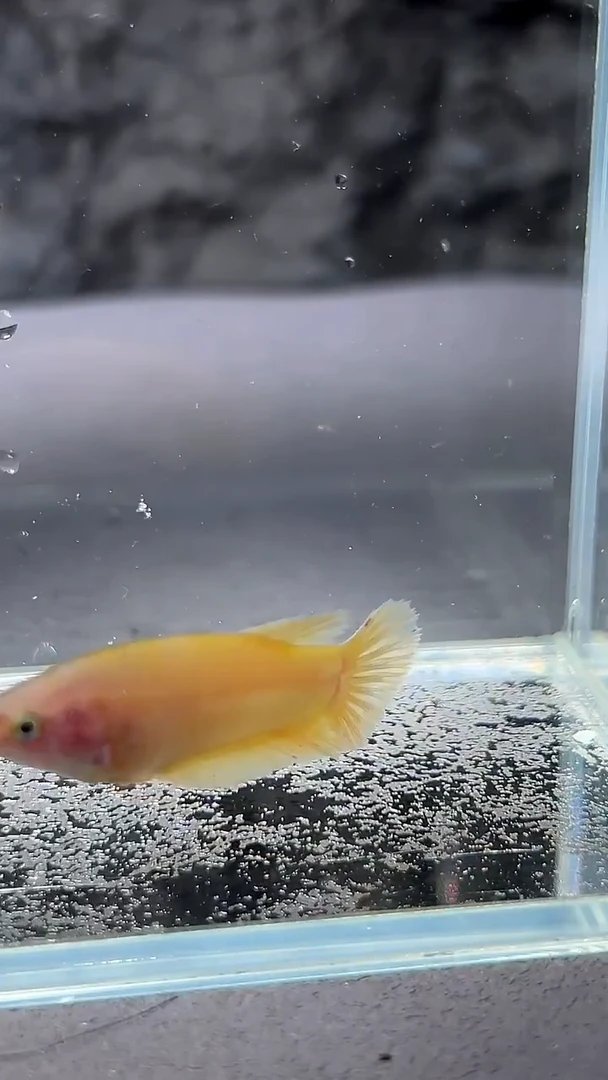 斗鱼竞拍链接A056