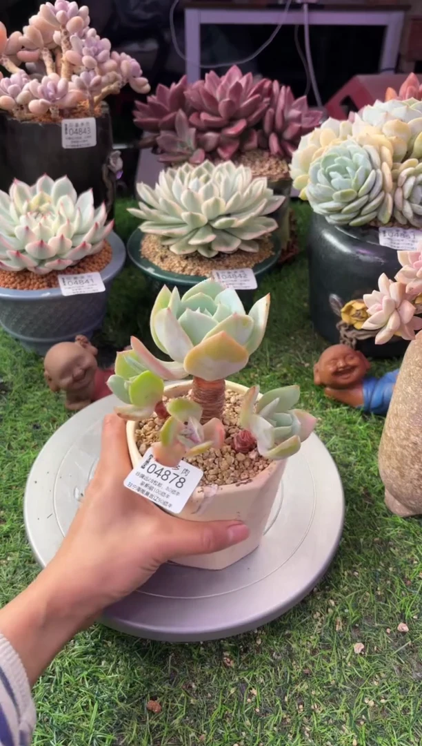 昆明印象多肉04878