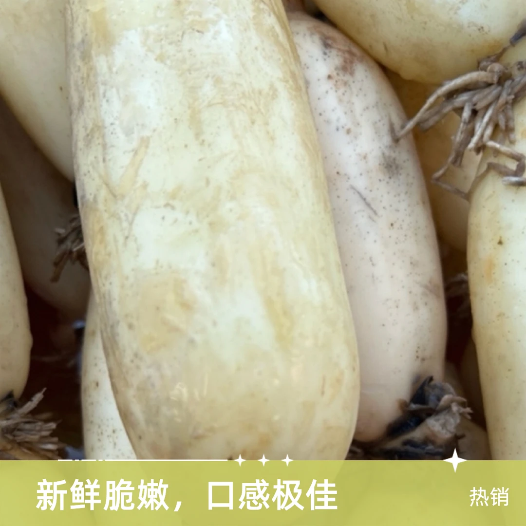 湖南洞庭湖边新鲜现挖莲藕脆甜爽口可清炒凉拌煮火锅