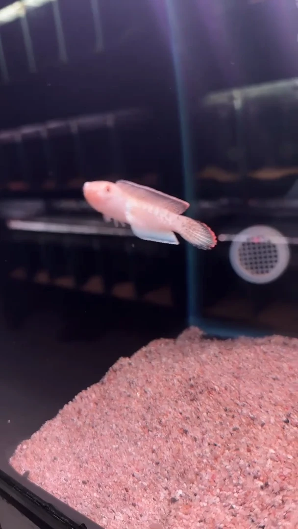 雷龙鬼王雷龙118号