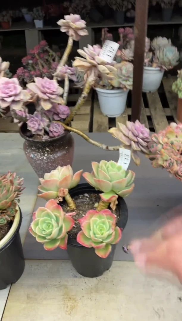 【闪购商品】133辛娜塔