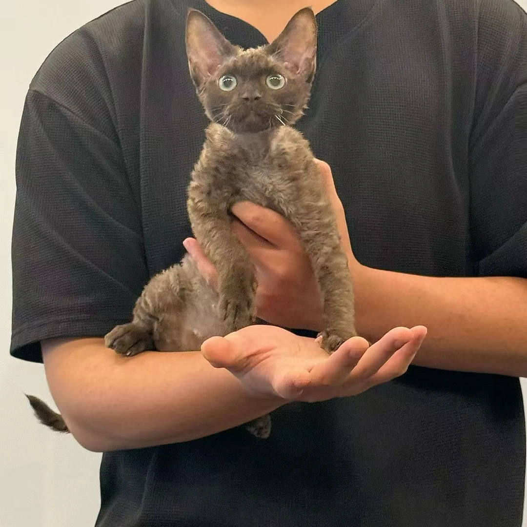 德文卷毛猫活体欧血幼猫深咖色妹妹