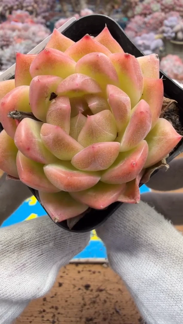 东云多肉园二店-449