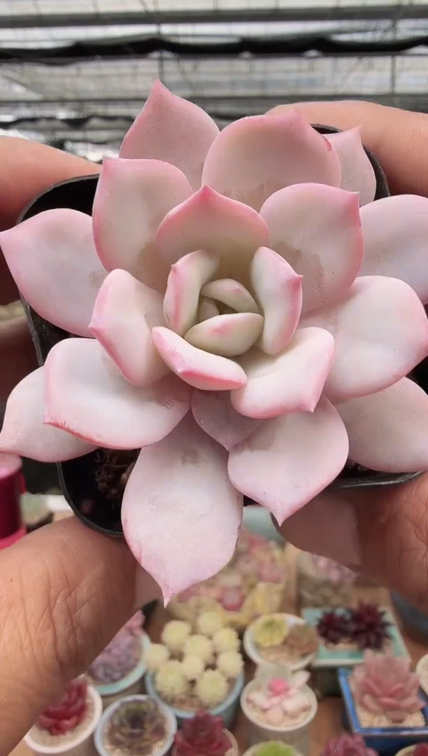 东云多肉园新款-32