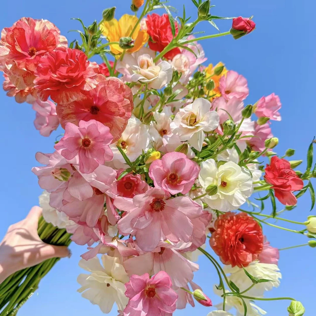 蝴蝶洋牡丹~好好看（任满3单包邮）