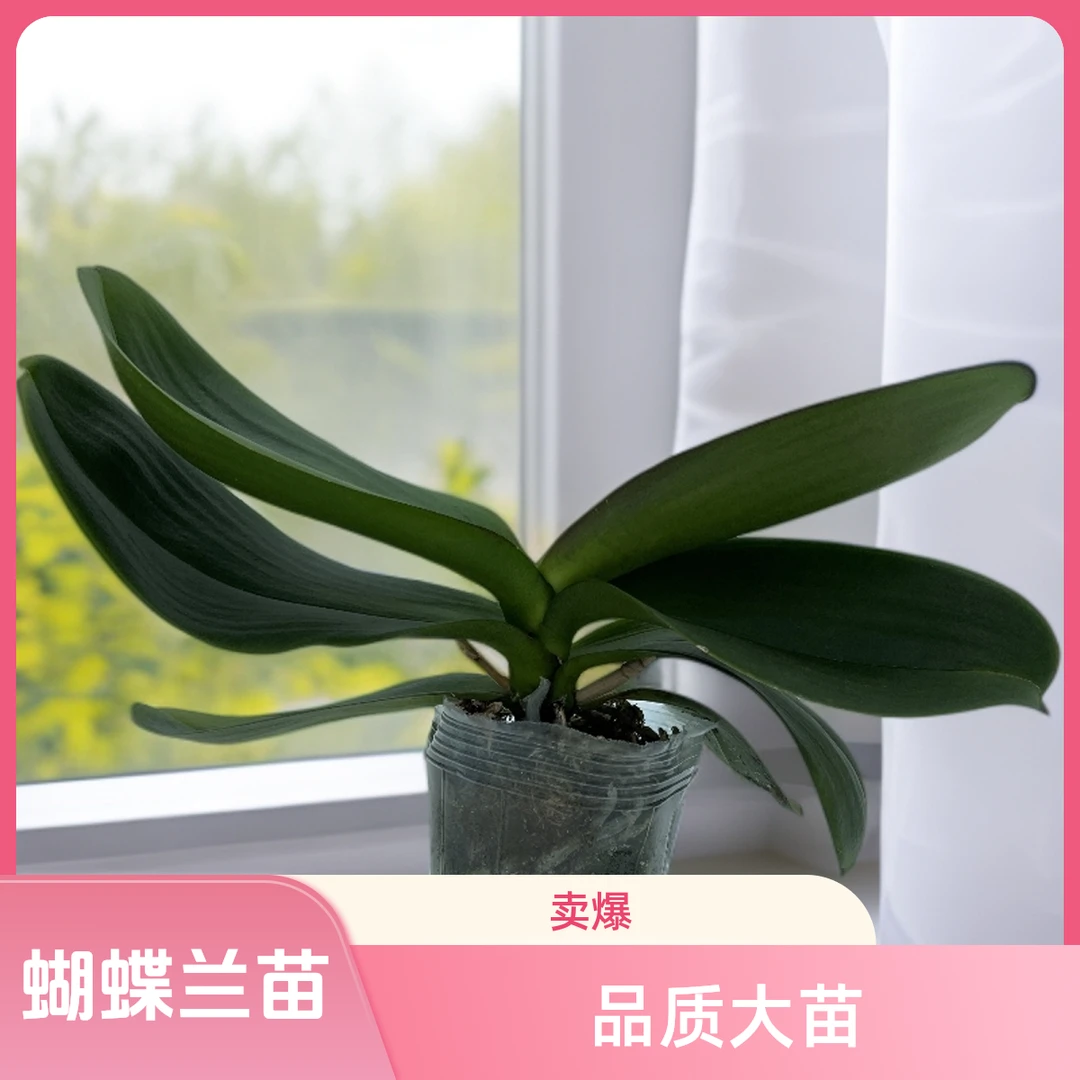 精品无花剑《香奈儿》蝴蝶兰花后苗高品质大苗