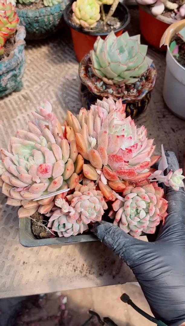 【闪购商品】04362
