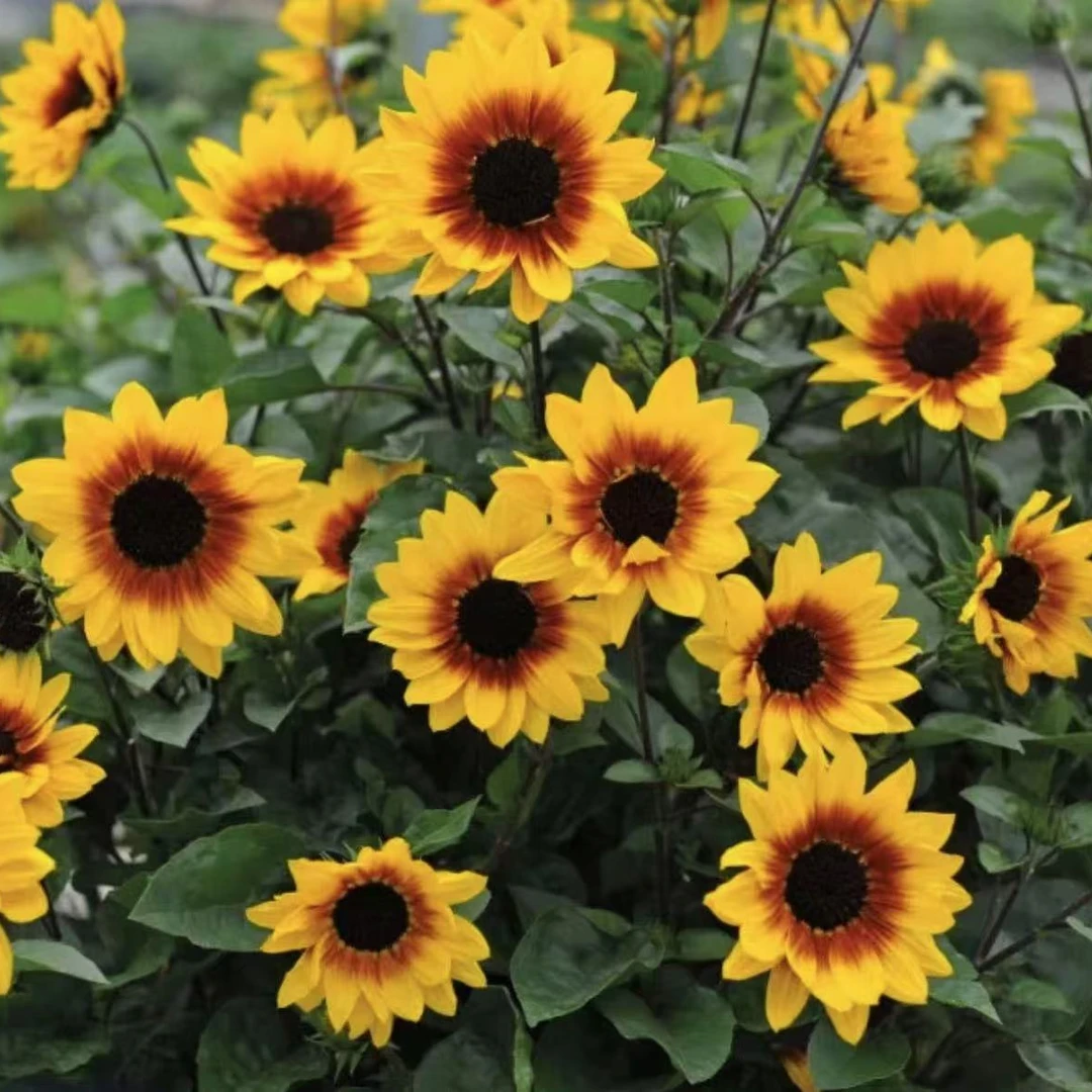 向日葵光辉岁月盆栽多年生花卉阳台庭院四季开花带花苞