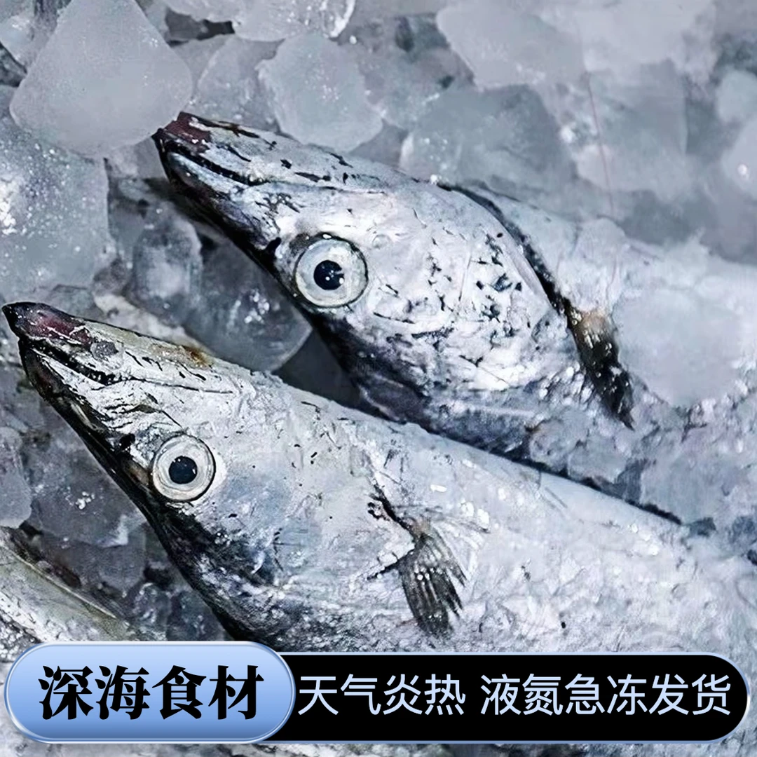 新鲜小眼东海油带鱼整条深海鱼 天气炎热急冻发货6-8两/条