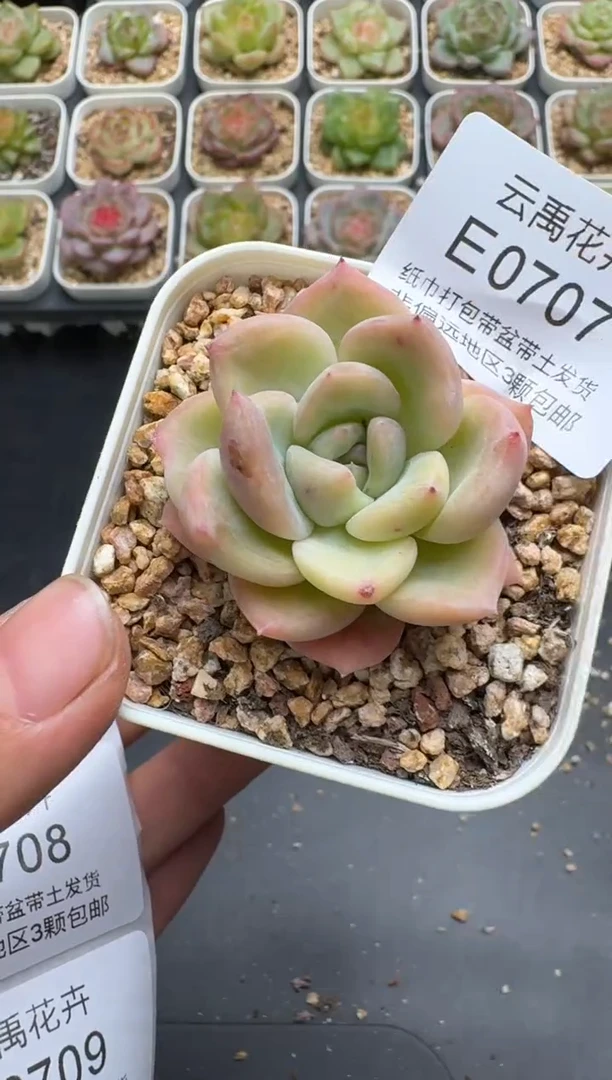 707E云禹多肉植物 带盆土纸巾打包 3颗包邮