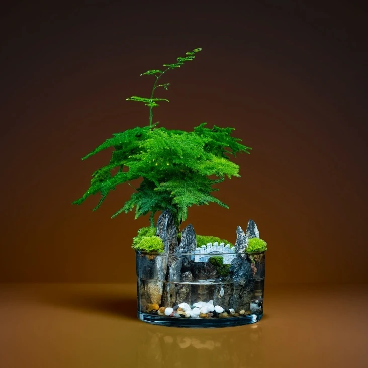 【山林】山涧-文竹成品创意绿植微景观15*8cm