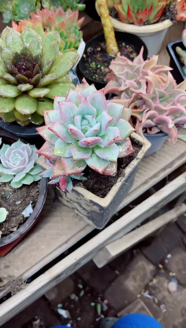 吖*17028多肉植物一物一拍