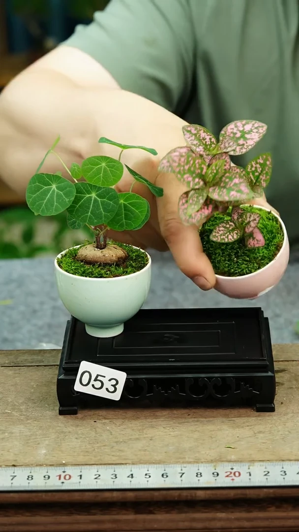 无花朵苔藓微景观053号