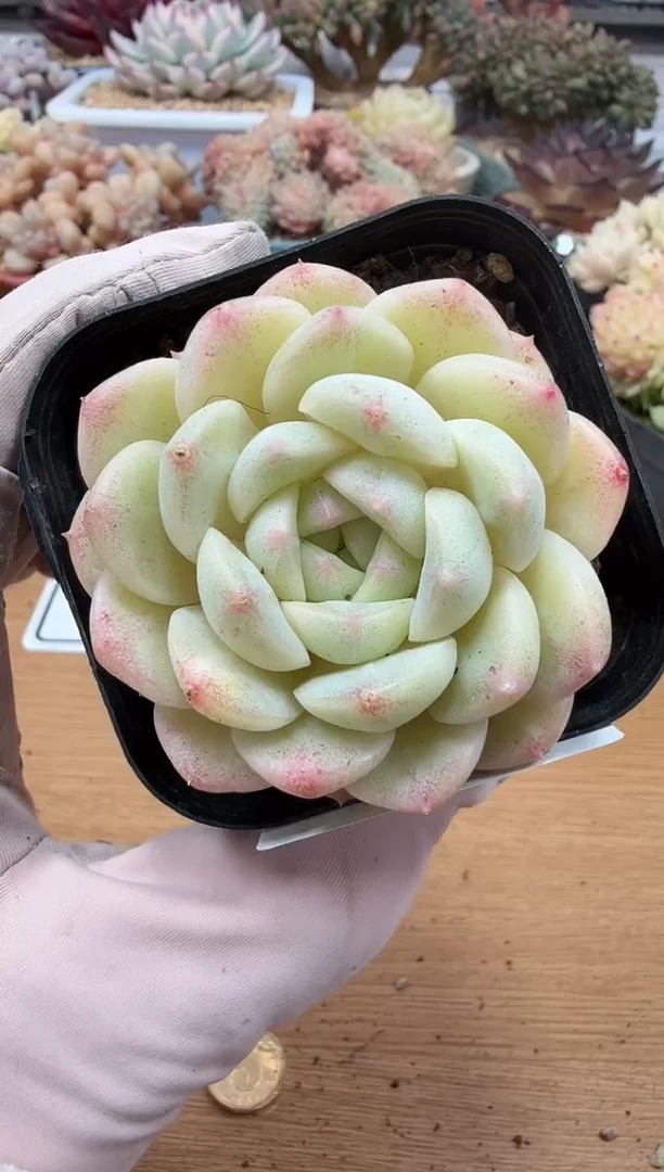 东云多肉园二店-60