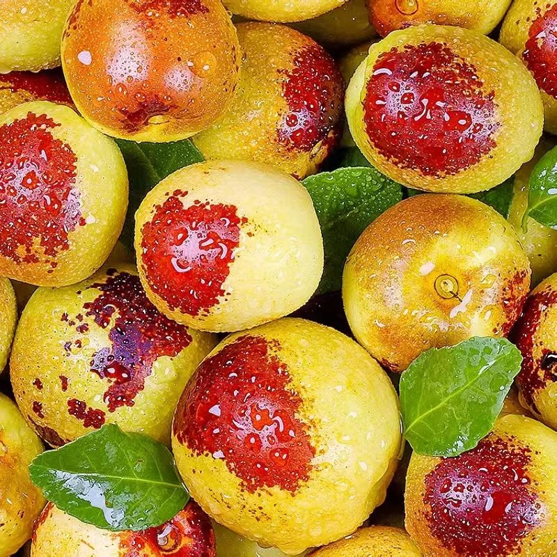 新鲜现摘沾化冬枣5斤装整箱新鲜大枣当季水果果园产地直供包邮