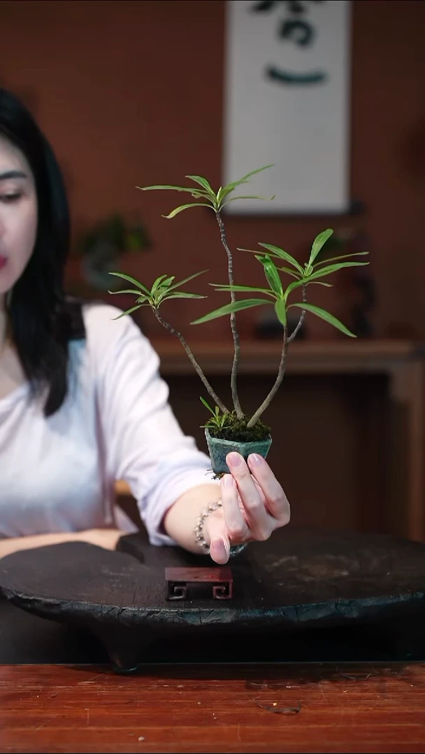 无花朵栀子花盆景盆景