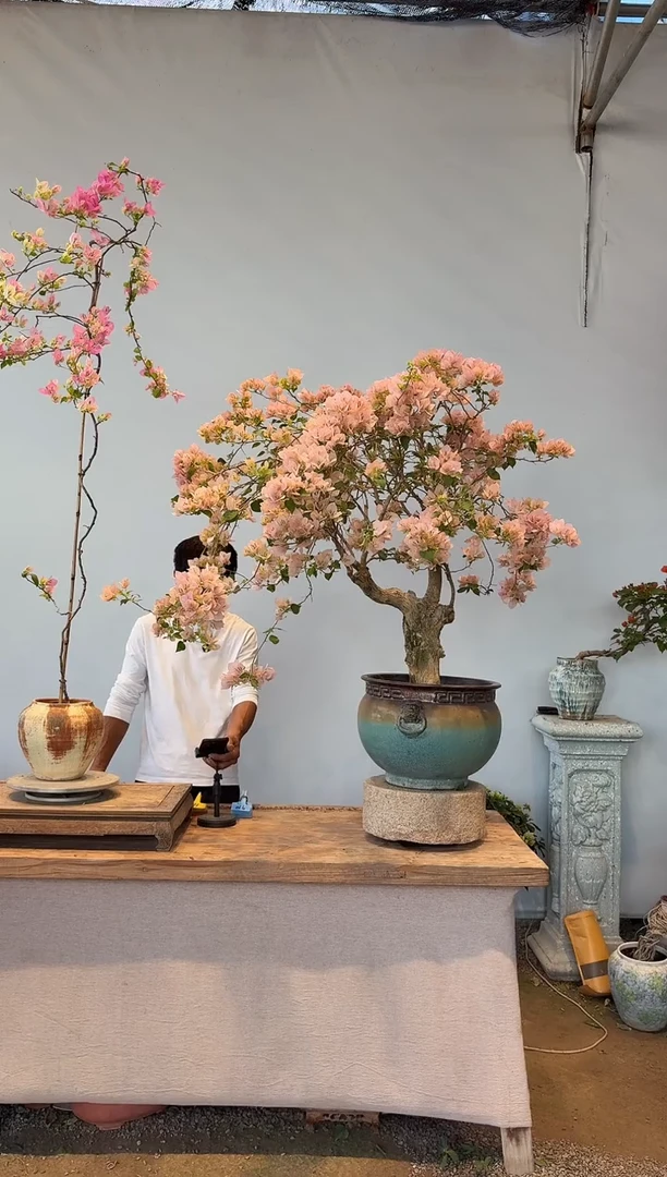 全部花朵用***8三角梅16