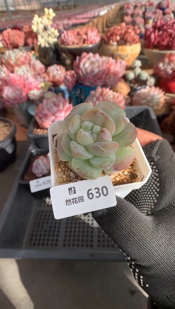 630冰玉石化多肉植物一物一拍