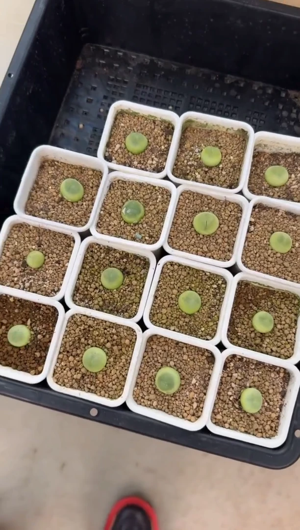 【闪购商品】3-44一颗