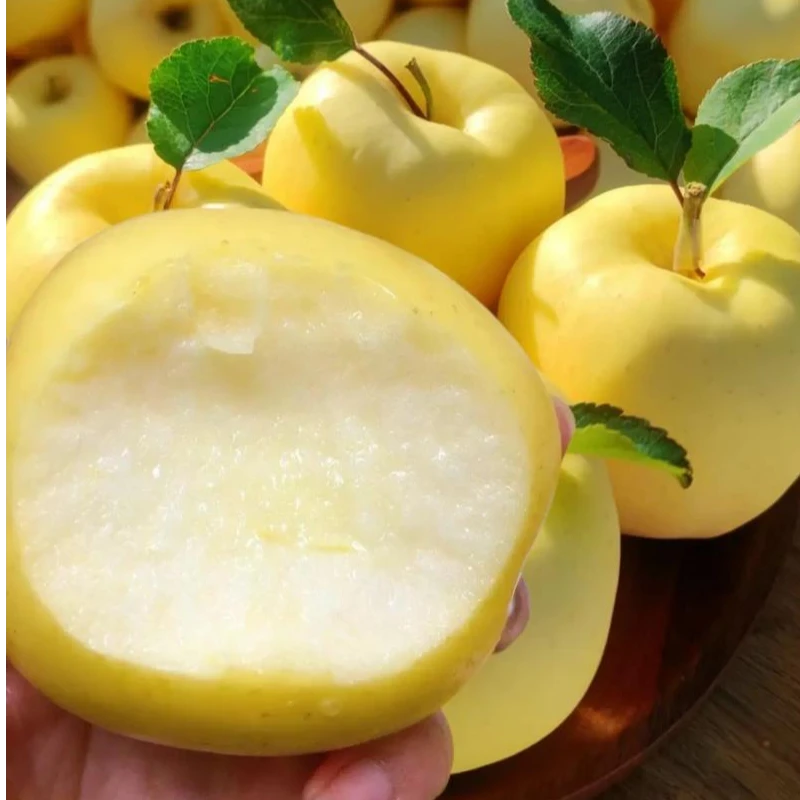 【散装】[Z]奶油布丁苹果 份/净重5斤 仅太原晋中吕梁忻州可拍