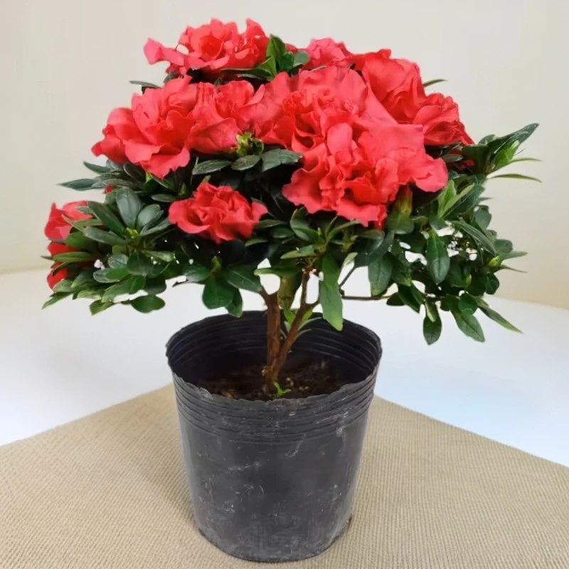 带花苞杜鹃花盆栽室内好养绿植客厅办公桌面花卉赏花好养开花植物