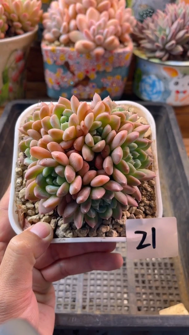 风*10.31-21百搭翡翠11111111111111