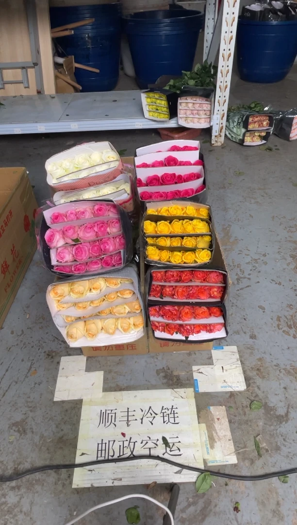 单头玫瑰60枝（任意3个品种）