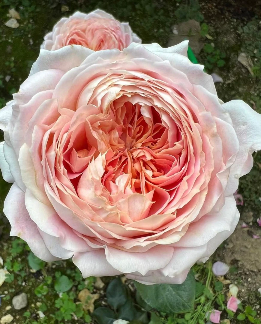 奶糖古董 月季 大花复色 灌木 淡香 切花 直立 多季节开花 科德斯