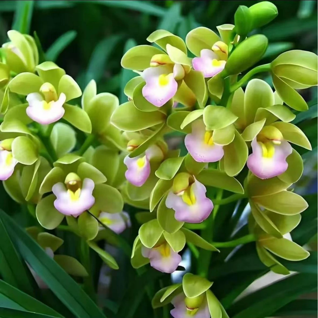 【香水香兰】清香型兰花室内好养花卉开花植物花香