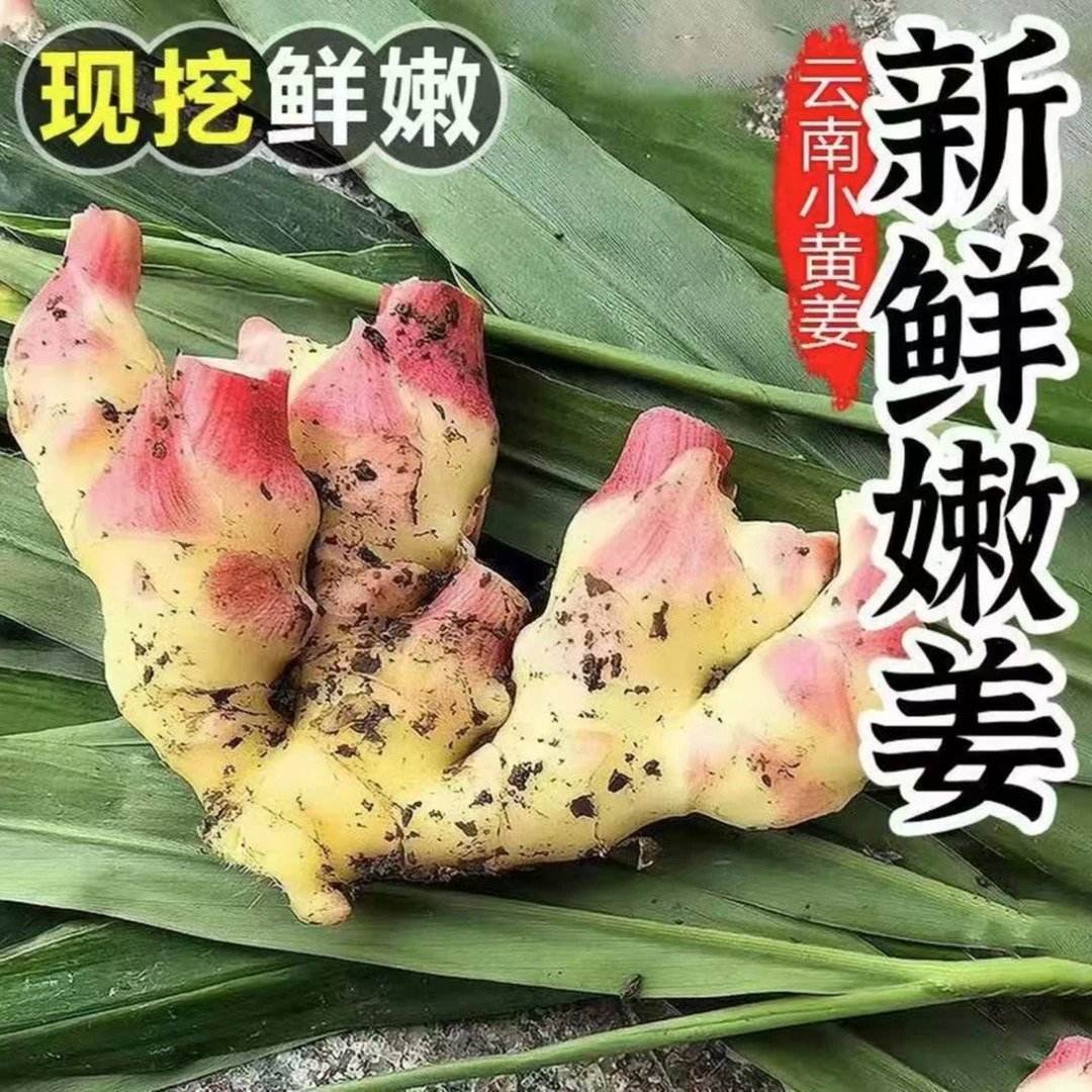 正宗云南小黄姜现挖新鲜小黄姜红芽嫩姜可做泡姜凉拌清脆爽口Z