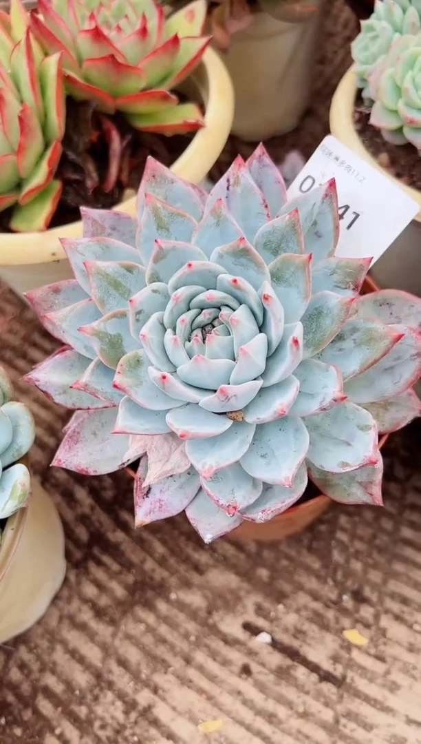 果*多肉植物一物一拍02041