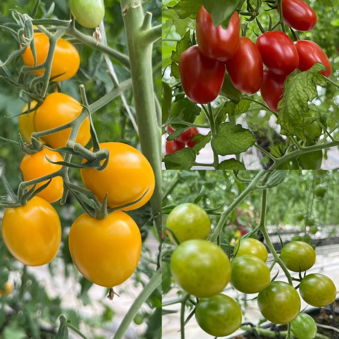 山东三色小番茄净重3斤   现摘现发脆甜可口新鲜山东省