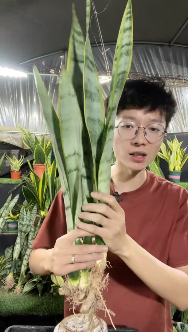 金丝玉雪裸根3棵20