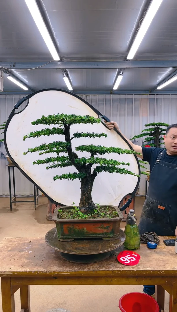 精品盆景  一物一拍