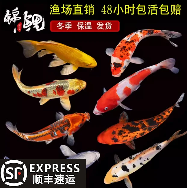 【13-15cm】红草3兰花2共五条锦鲤金鱼观赏鱼好养耐活