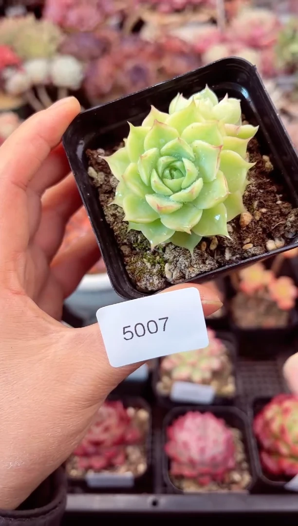 【闪购商品】5007单头麦秆多肉