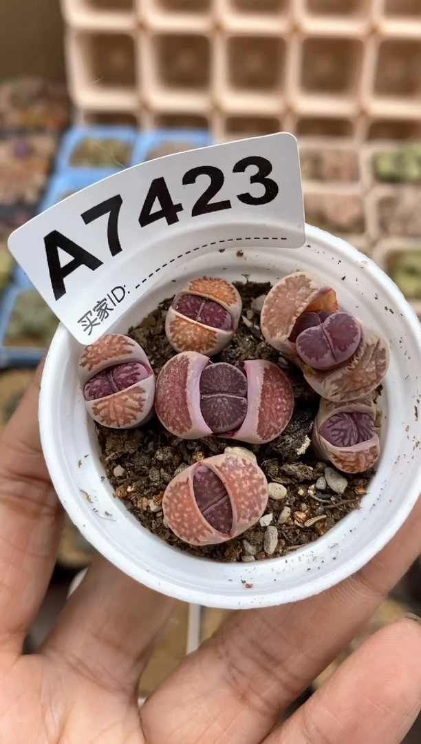 【闪购商品】7423直播间一物一拍链接