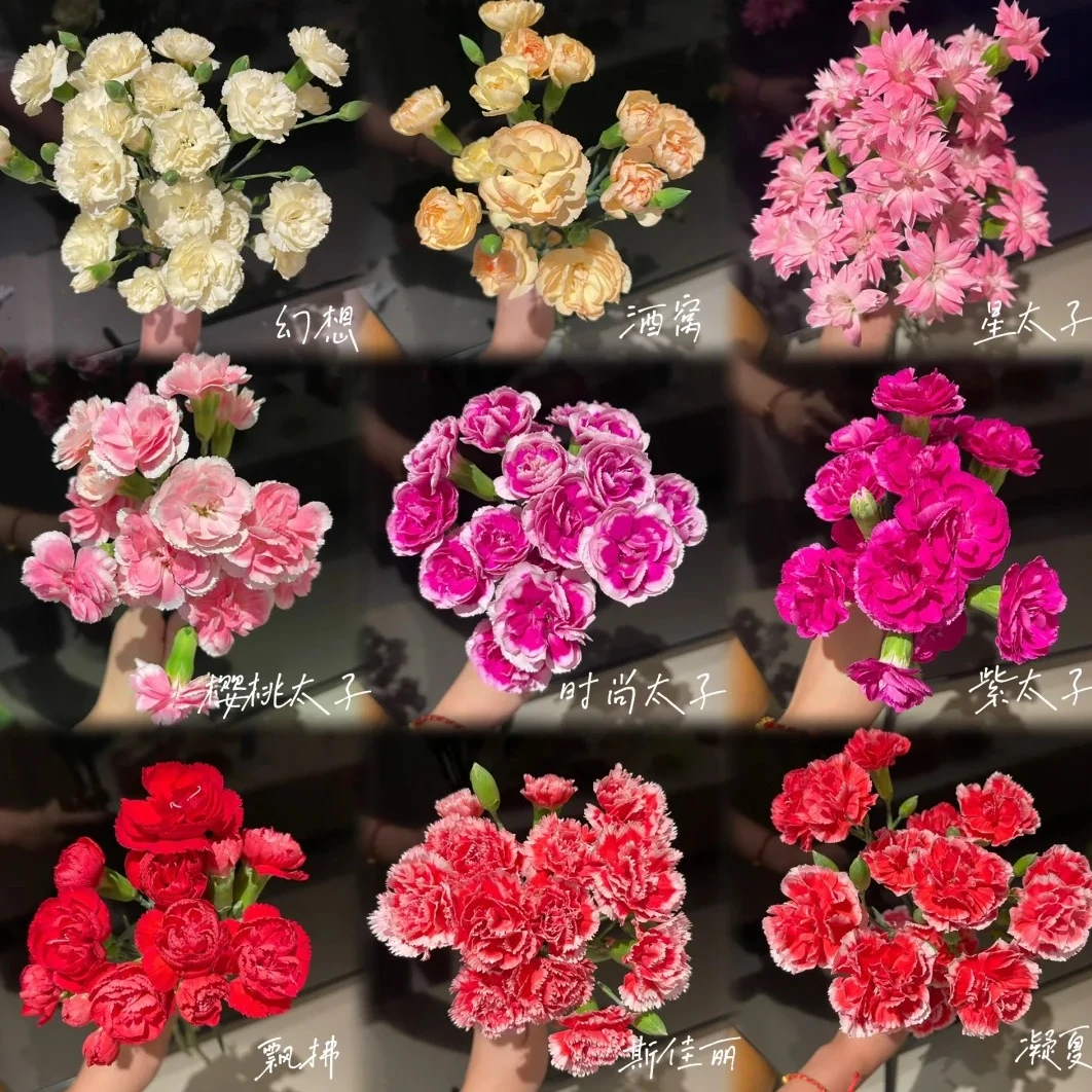 【随机多头康乃馨】云南鲜花基地直发一件也包邮  发货后不支持退款