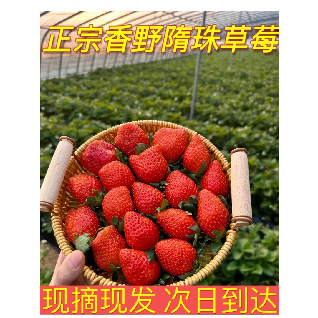 【京东顺丰包邮】正宗山东香野隋珠草莓原产地新鲜应季草莓鲜甜饱满3斤现摘现发送货上门香野中国大陆
