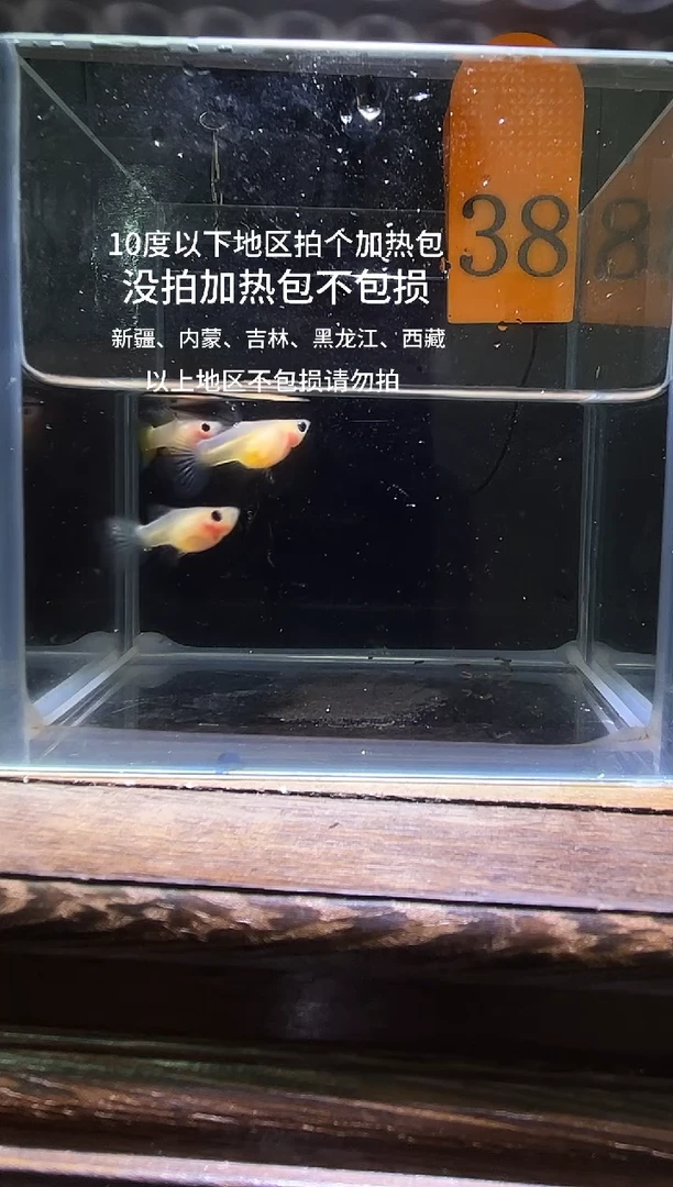 孔雀鱼粉猫短体孔雀鱼38