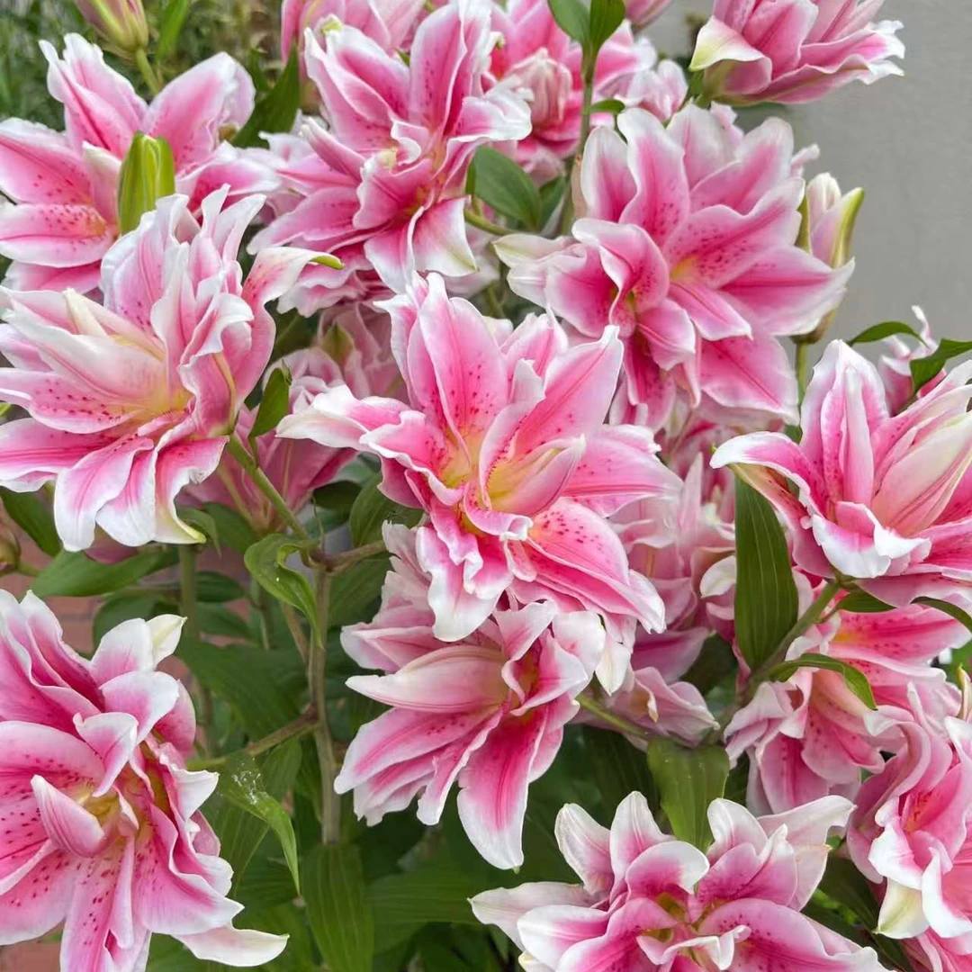 (塔丽莎) 瓶插重瓣百合 东北鲜花原产地直采直发 顺丰包邮