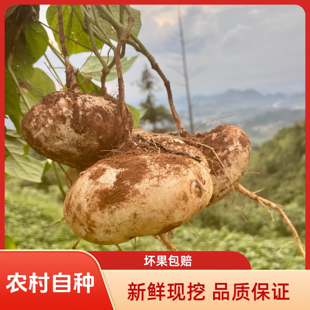 新鲜现挖贵州凉薯脆甜多汁当季水果蔬菜沙葛