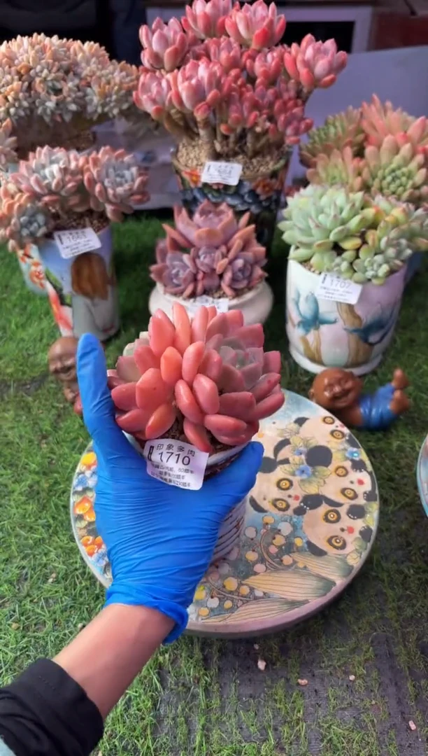 昆明印象多肉1710